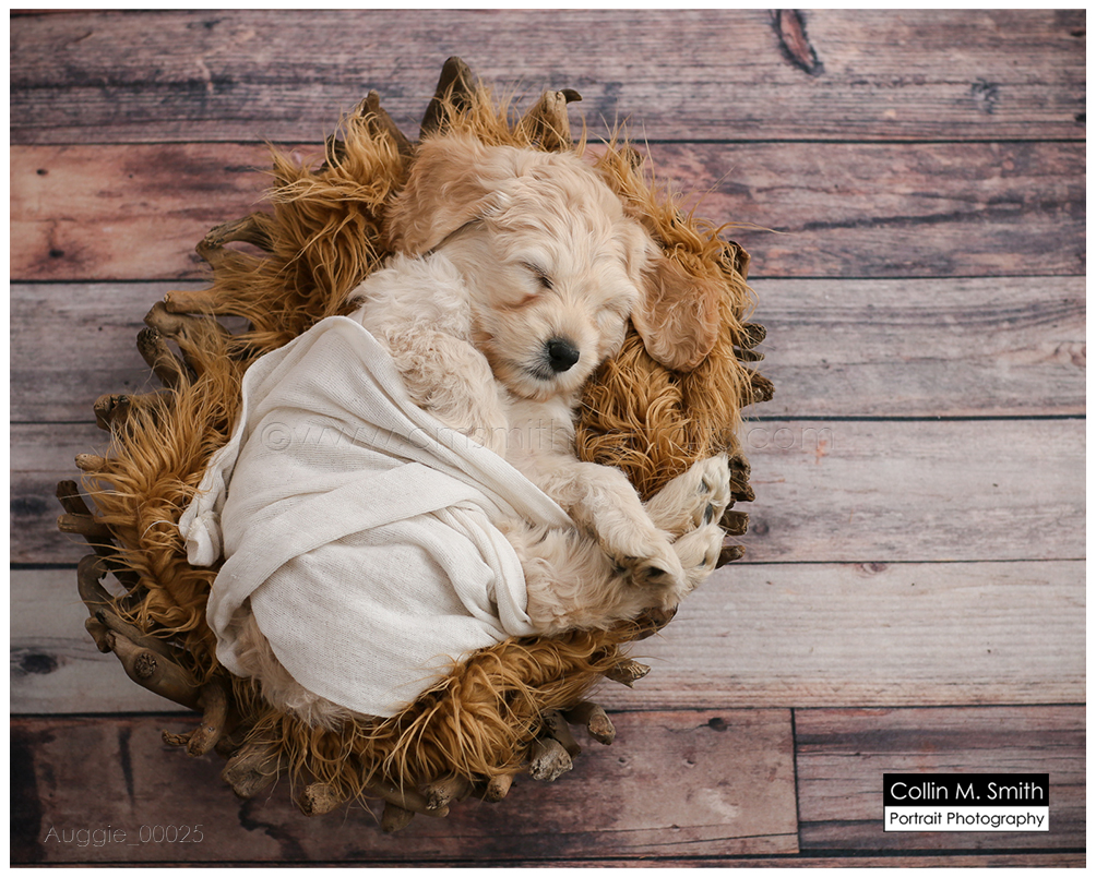 © Collin M. Smith Portrait Photography www.cmsmithportraits.com/blog